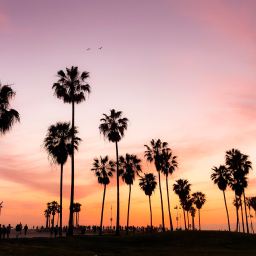 California 2020